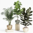 Plantas en macetas Conjunto de interior 18 - farshidtavakoli