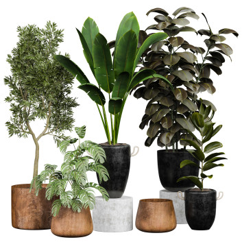 Plantes en pot  Collection 144 Modèle 3D