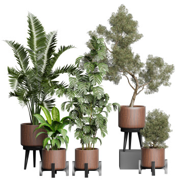 Plantes en pot  Collection 155 Modèle 3D