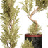 Plantes en pot Collection 157 - uniquevry