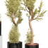 Plantes en pot Collection 157 - uniquevry