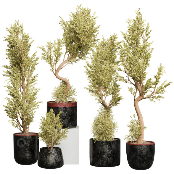 Plantes en pot Collection 157 modèle 3D