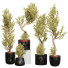 Plantes en pot Collection 157 - uniquevry