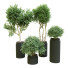 Plantes en pot Ensemble d'Intérieur 54 - uniquevry