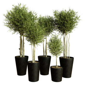 Plantes en pot  Ensemble d'Intérieur 55 Modèle 3D