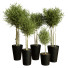 Plantes en pot Ensemble d'Intérieur 55 - uniquevry