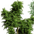 Plantes en pot Ensemble d'Intérieur 57 - uniquevry