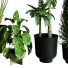 Plantes en pot Ensemble d'Intérieur 58 - uniquevry