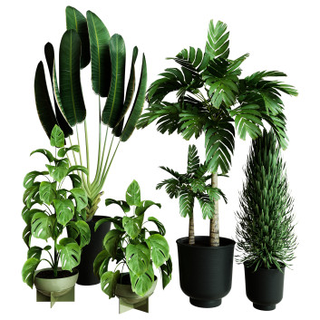 Plantes en pot  Ensemble d'Intérieur 58 Modèle 3D
