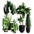 Plantes en pot Ensemble d'Intérieur 58 - uniquevry