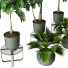 Plantes en pot Ensemble d'Intérieur 59 - uniquevry