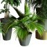 Plantes en pot Ensemble d'Intérieur 60 - uniquevry