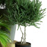 Plantes en pot Ensemble d'Intérieur 60 - uniquevry