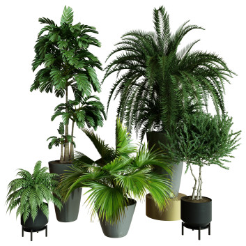 Plantes en pot  Ensemble d'Intérieur 60 Modèle 3D