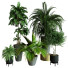 Plantes en pot Ensemble d'Intérieur 60 - uniquevry