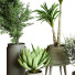 Plantes en pot Ensemble d'Intérieur 61 - uniquevry