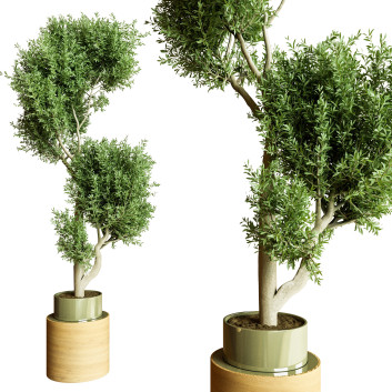 Plantes en pot  Ensemble d'Intérieur 62 Modèle 3D