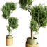 Plantes en pot Ensemble d'Intérieur 62 - uniquevry
