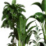 Plantes en pot Ensemble d'Intérieur 71 - uniquevry