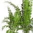 Plantes en pot Ensemble d'Intérieur 75 - uniquevry