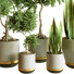 Plantes en pot Ensemble d'Intérieur 77 - uniquevry
