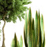 Plantes en pot Ensemble d'Intérieur 77 - uniquevry