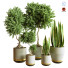Plantes en pot Ensemble d'Intérieur 77 - uniquevry