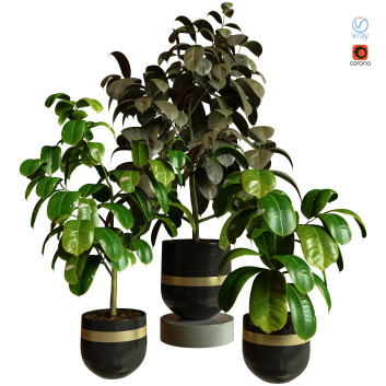 Plantes en pot  Ensemble d'Intérieur 79 Modèle 3D