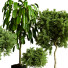 Plantes en pot Ensemble d'Intérieur 81 - uniquevry