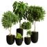 Plantes en pot Ensemble d'Intérieur 81 - uniquevry