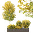 Árbol y arbustos HQ Caja de Jardín Exterior Volumen 42 - Pandora-land