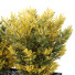 Árbol y arbustos HQ Caja de Jardín Exterior Volumen 42 - Pandora-land