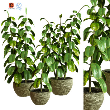 Plantes en pot  Ensemble d'Intérieur 82 Modèle 3D