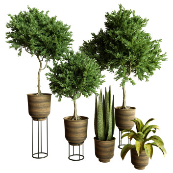 Plantes en pot  Ensemble d'Intérieur 84 Modèle 3D