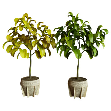 Plantes en pot  Ensemble d'Intérieur 87  Modèle 3D