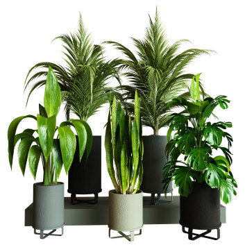 Plantes en pot  Ensemble d'Intérieur 89 Modèle 3D
