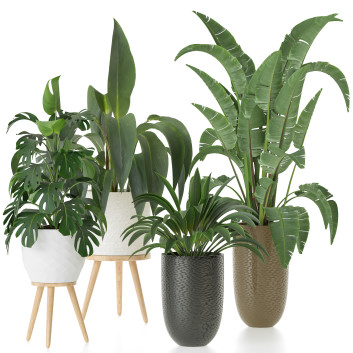 Plantes en pot  Ensemble d'Intérieur 91 Modèle 3D