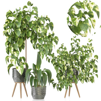 Plantes en pot  Ensemble d'Intérieur 94 Modèle 3D