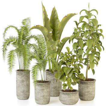 Plantes en pot  Ensemble d'Intérieur 95 Modèle 3D