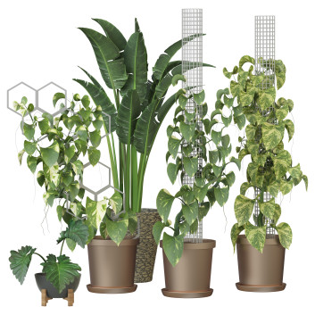Plantes en pot  Ensemble d'Intérieur 98 Modèle 3D