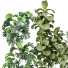 Plantes en pot Ensemble d'Intérieur 99 - uniquevry