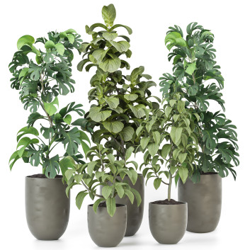 Plantes en pot  Ensemble d'Intérieur 99 Modèle 3D