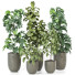 Plantes en pot Ensemble d'Intérieur 99 - uniquevry