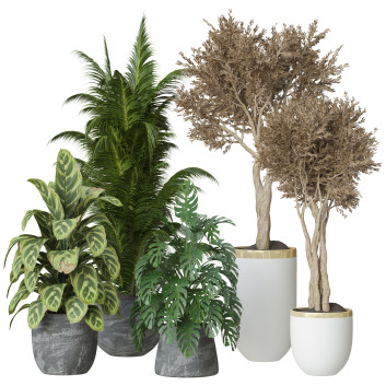 Plantes en pot  Ensemble d'Intérieur 101 Modèle 3D