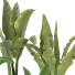 Plantes en pot Ensemble d'Intérieur 102 - uniquevry