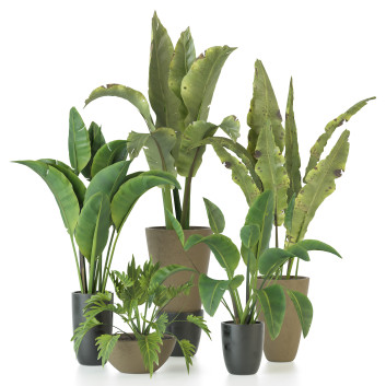 Plantes en pot  Ensemble d'Intérieur 102 Modèle 3D