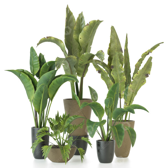 Plantes en pot Ensemble d'Intérieur 102 modèle 3D