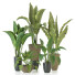 Plantes en pot Ensemble d'Intérieur 102 - uniquevry