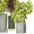 Plantes en pot Ensemble d'Intérieur 103 - uniquevry