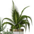 Plantes en pot Ensemble d'Intérieur 104 - uniquevry